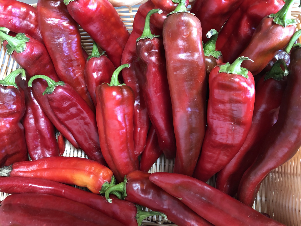 FRESH RED CHILE HARVEST OVER SEE YA IN 2026